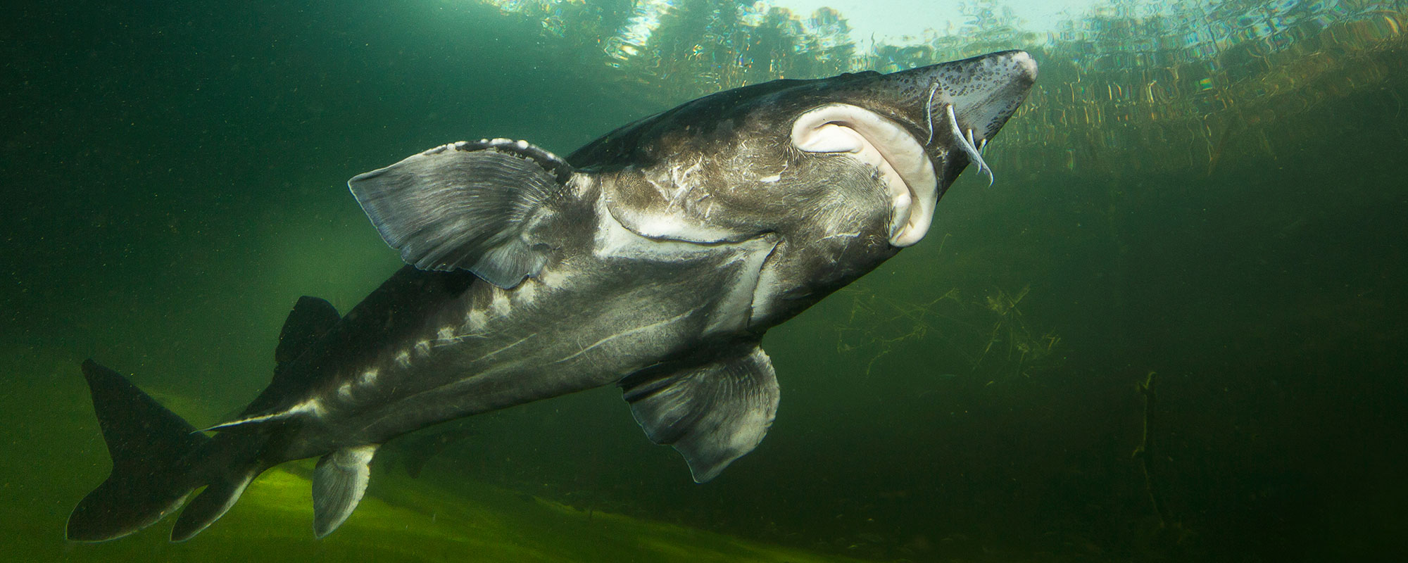 A large gray fish swimming upward