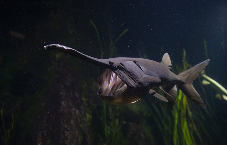 A large dark gray fish swimming with its large mouth open