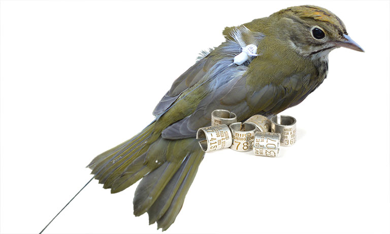 Abird wearing a transmitter with bird bands in the foreground