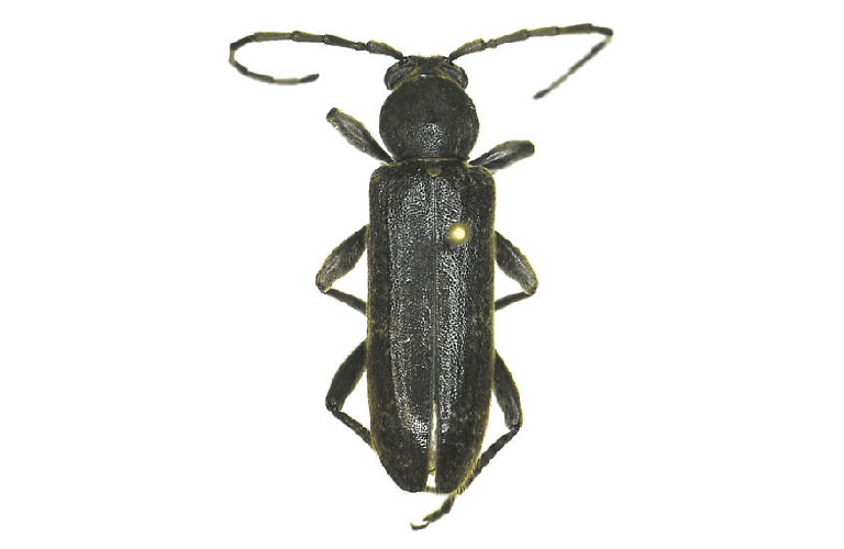 A large black beetle