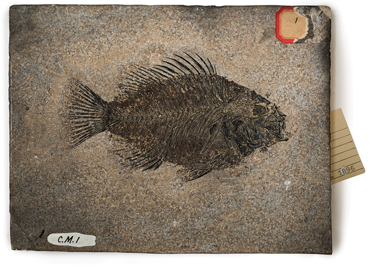 A fossil of a fish