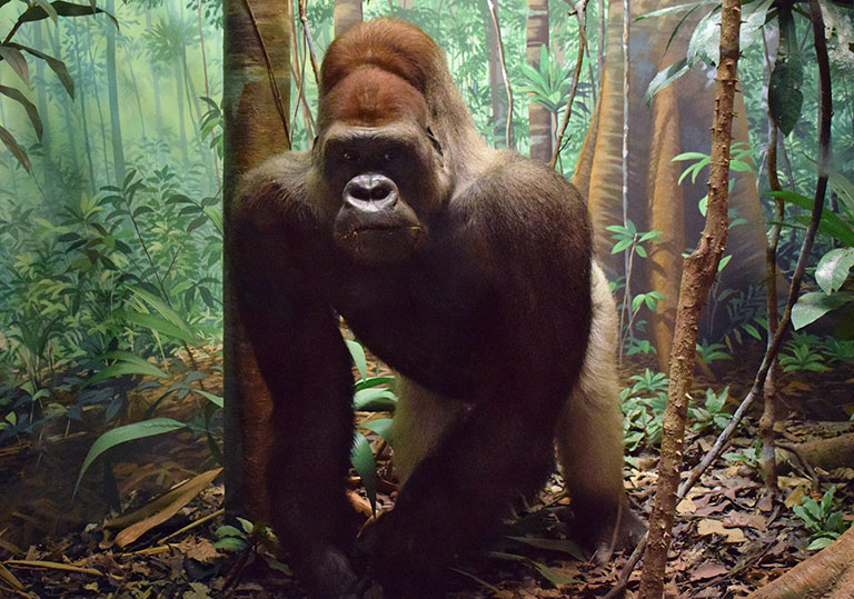 A taxidermic gorilla