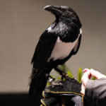 A large black and white crow being fed and held by a human hand