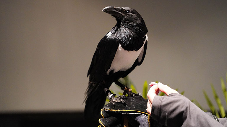 A large black and white crow being fed and held by a human hand
