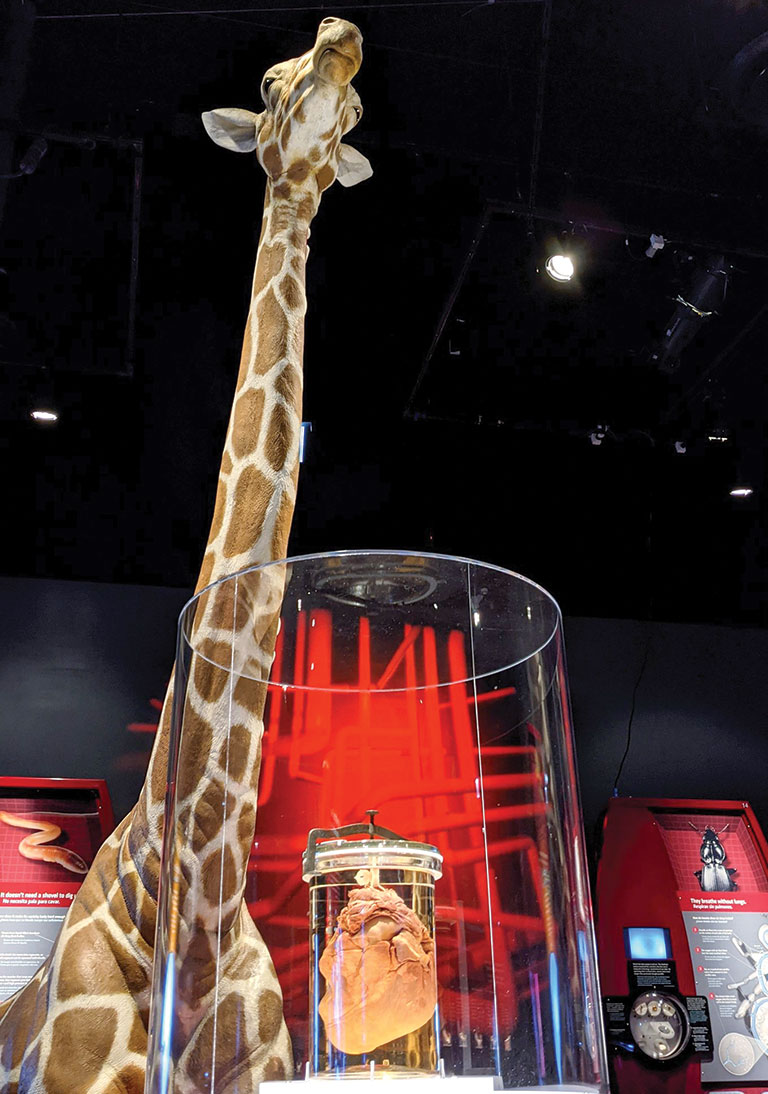Exhibit of a giraffe