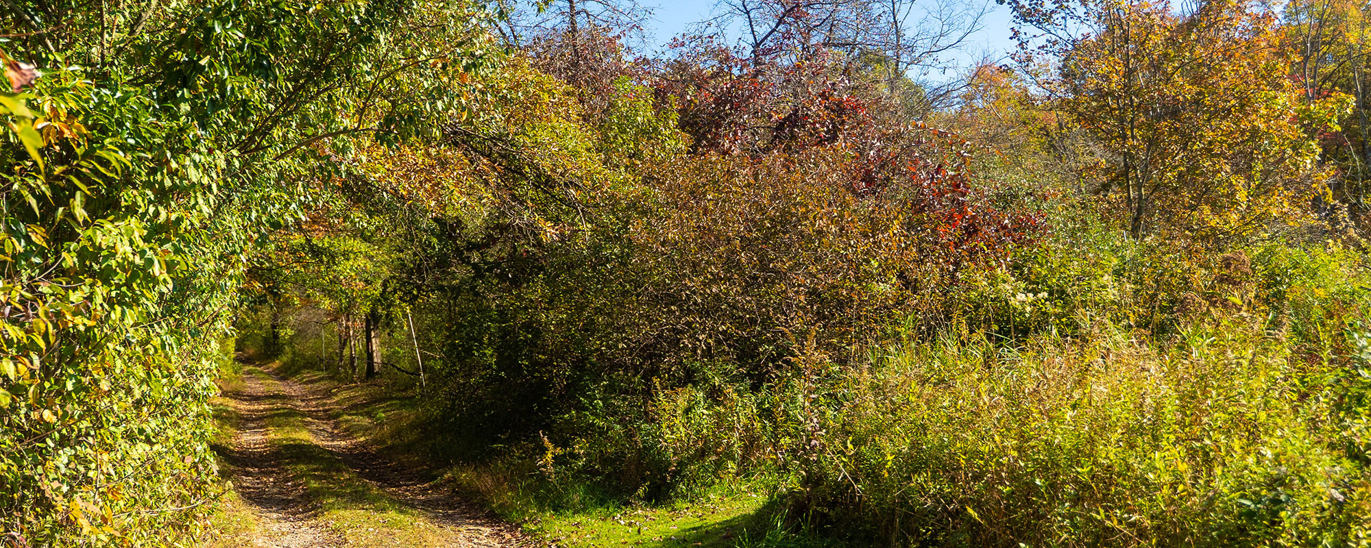A colorful fall photo showing a path leading in to the woods.