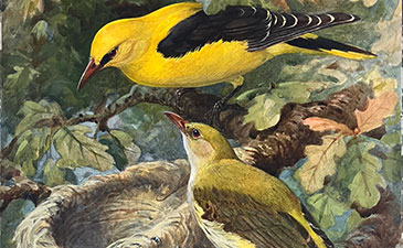 Objects of Our Affection: ‘Golden Orioles’