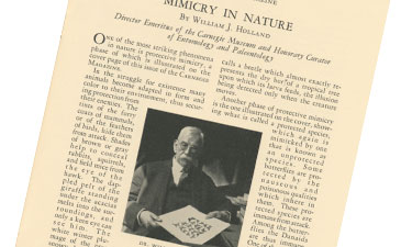 Page from a vintage publication titled "Mimicry in Nature" by William J. Holland. Shows a photo of an elderly man with glasses examining butterflies.
