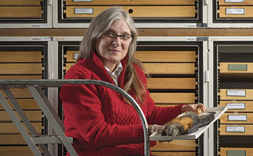 A woman in a red sweater sits on a ladder, holding a tray with preserved birds in a museum storage room lined with wooden drawers, exuding a scholarly ambiance.