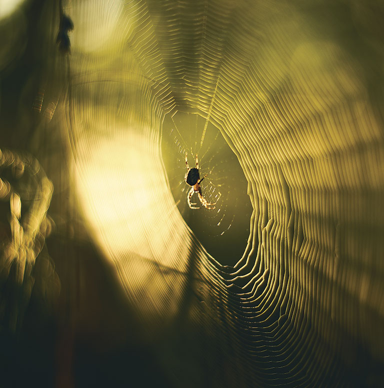 Close-up of a spider suspended in an intricate web, glowing with golden sunlight against a dark, moody background.