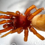 Close-up of a reddish-brown spider with long jointed legs and a large textured tan abdomen, resting in a clear glass dish.