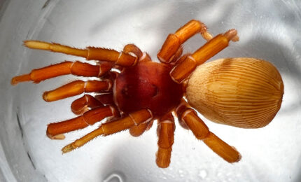 Close-up of a reddish-brown spider with long jointed legs and a large textured tan abdomen, resting in a clear glass dish.