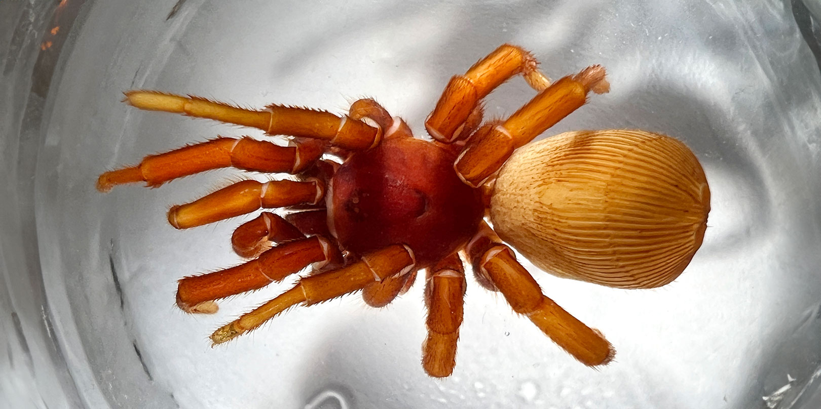 Close-up of a reddish-brown spider with long jointed legs and a large textured tan abdomen, resting in a clear glass dish.