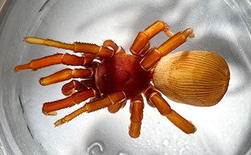 Close-up of a reddish-brown spider with long jointed legs and a large textured tan abdomen, resting in a clear glass dish.