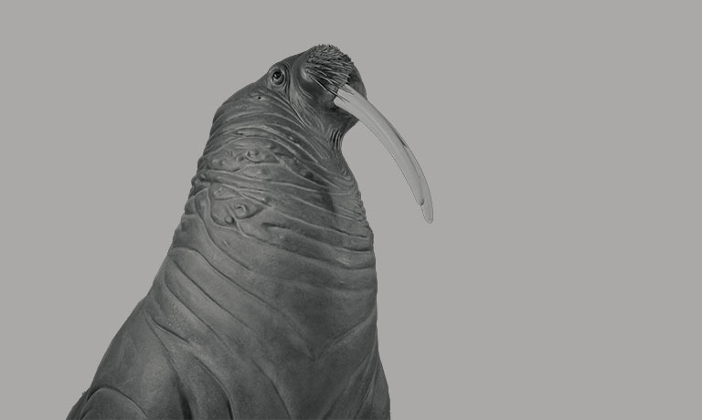 Grayscale close-up of a walrus sculpture with wrinkled textured skin and one long curved tusk, set against a plain gray background.