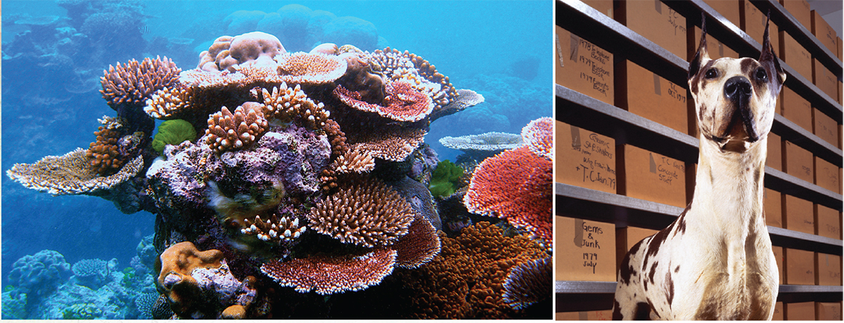 Unless carbon emissions are reduced enough to slow ocean warming, coral reefs are predicted to be the first ecosystem to not survive the Anthropocene. We Are Nature drives this point home with a funerary book for the Great Barrier Reef in Australia, home to thousands of species. Also included: Cecil, the stuffed Great Dane belonging to Andy Warhol. An example of post-natural history, domesticated dogs were the first species to be reproductively altered by humans. 
