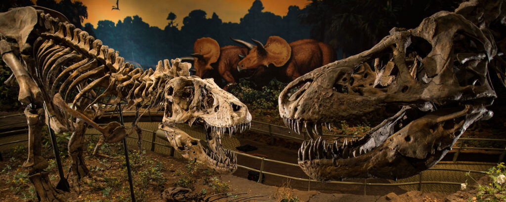 Museum exhibit showing 2 t-rex dinosaurs fighting