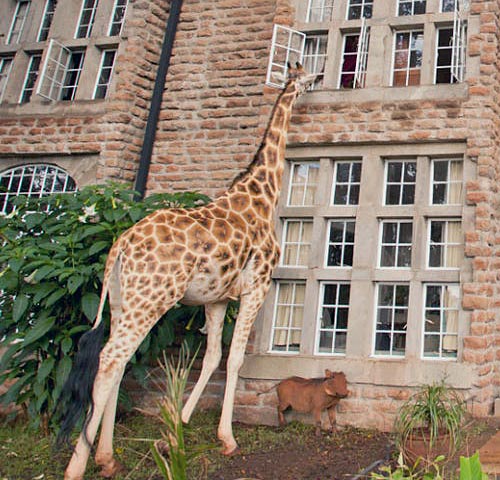 A giraffe looks into a second story window of an old stone mansion