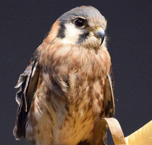 A photo of a falcon.