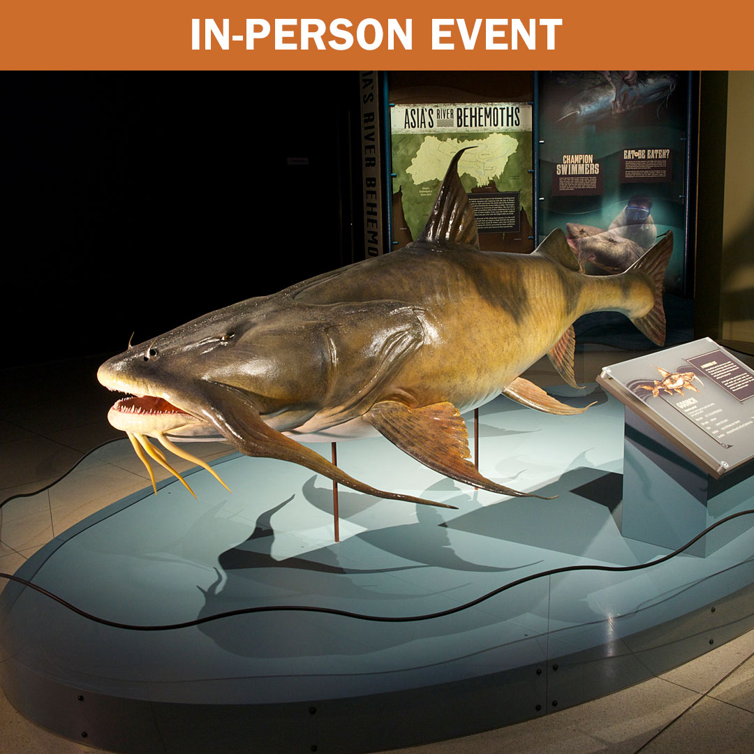a model of a large fish in a museum exhibit