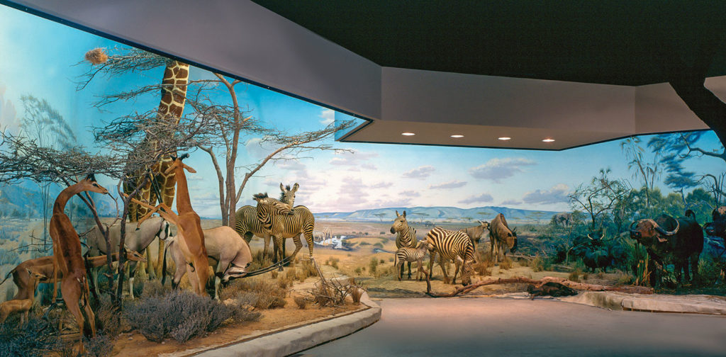 diorama of african savanna
