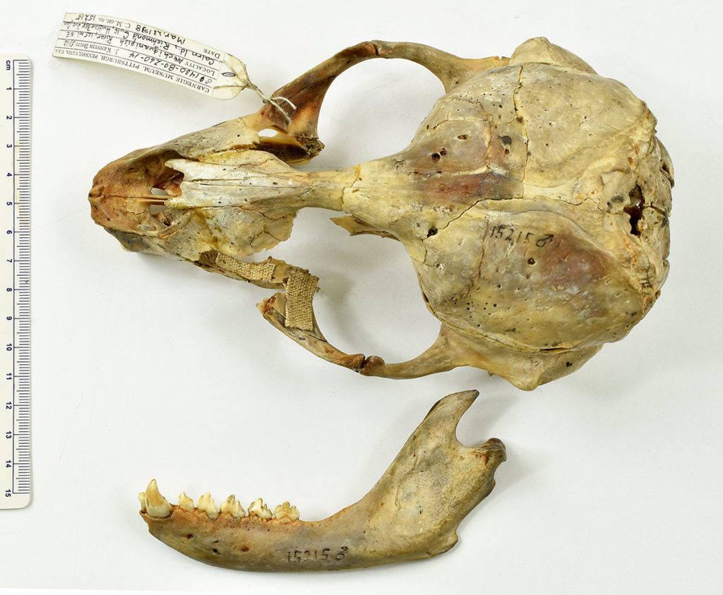 The skull of a freshwater seal
