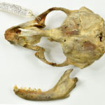 The skull of a freshwater seal
