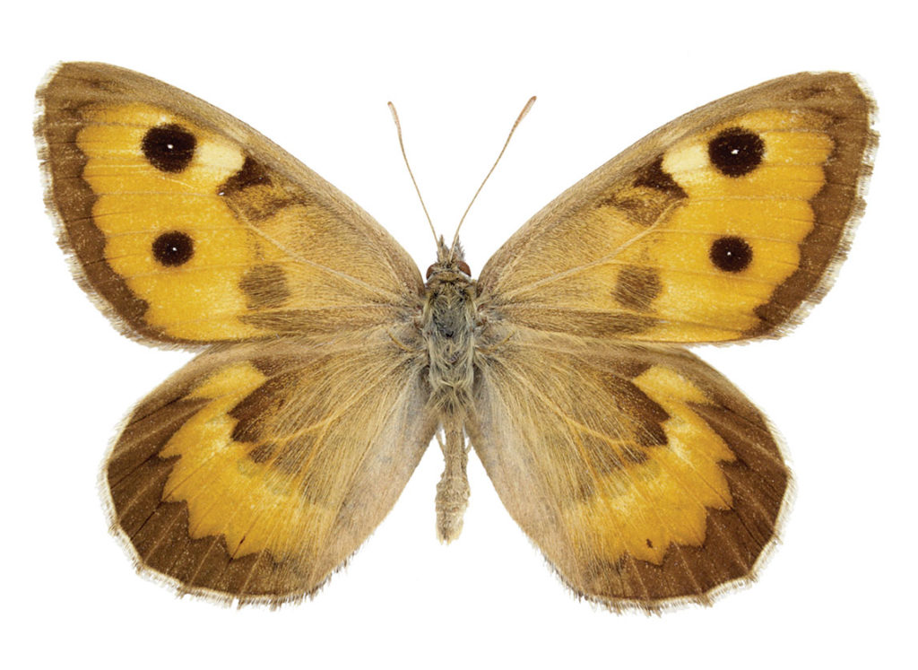 Yello and brown butterfly displayed with open wings