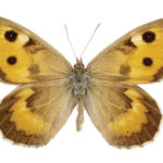 Yello and brown butterfly displayed with open wings
