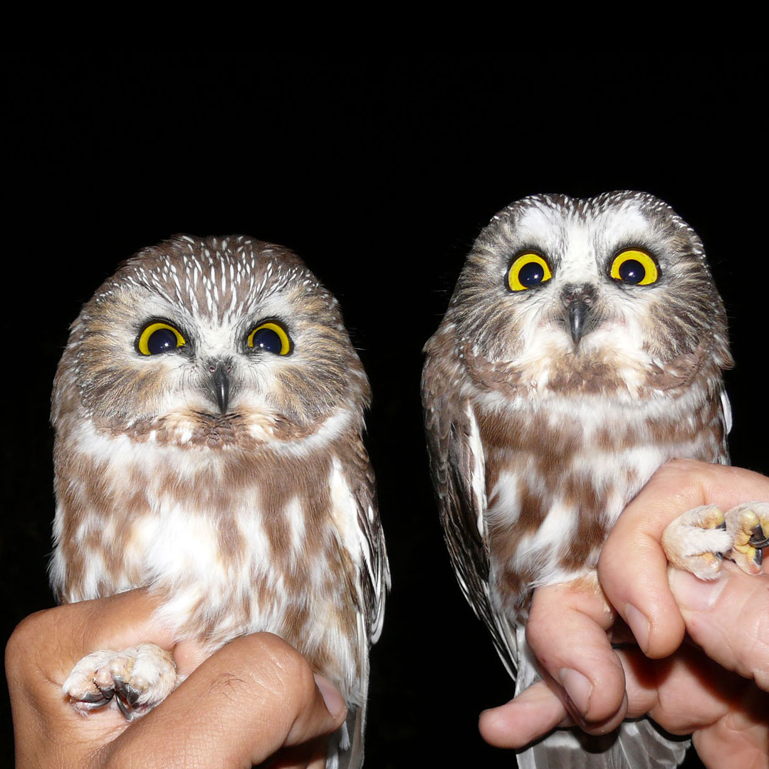 two saw whet owls being held in two hands