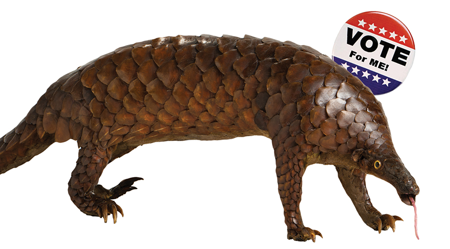 Pangolin with Vote for me button
