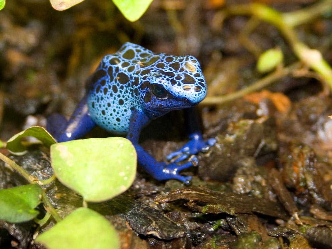 A blue poison dart frog with black spots