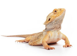 November 10: Reptiles: LIVE! Member Tour
