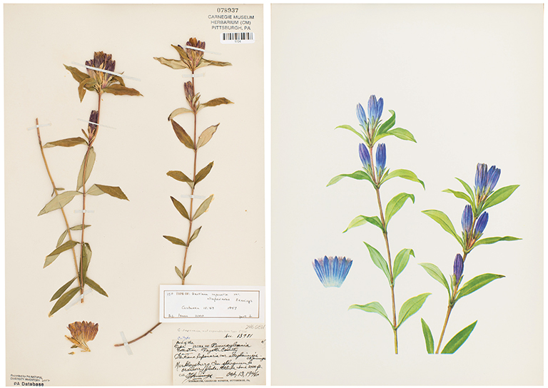 A wildflower specimen along side of a watercolor painting of the same specimen.