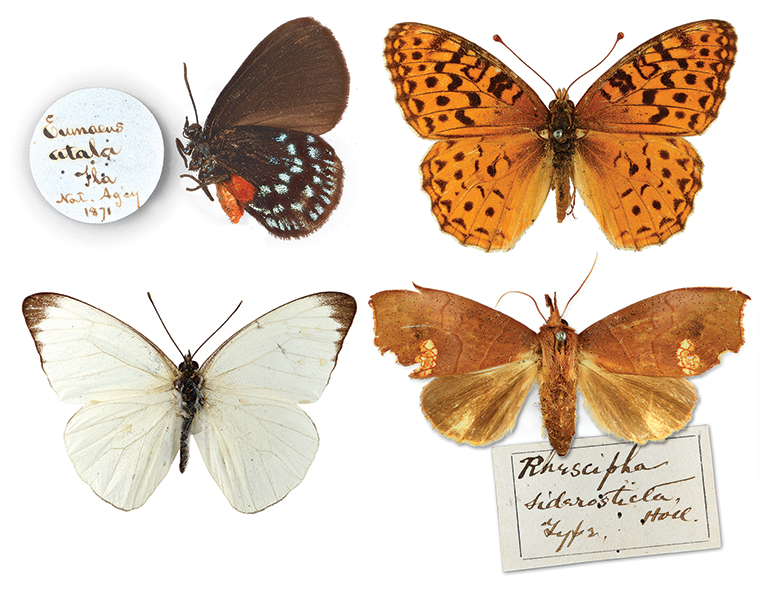 four variations of butterfly specimens.