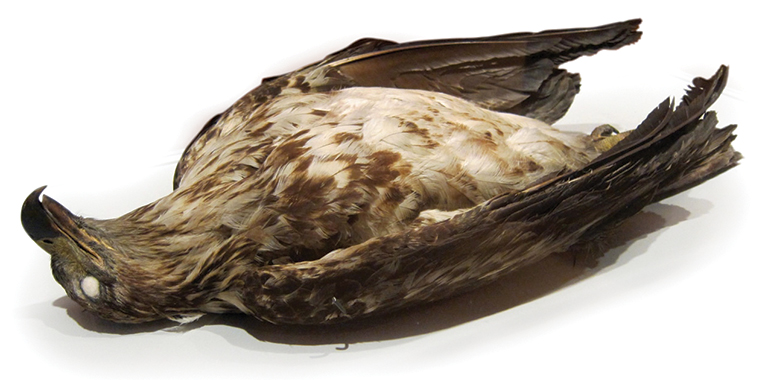 a deceased bald eagle.