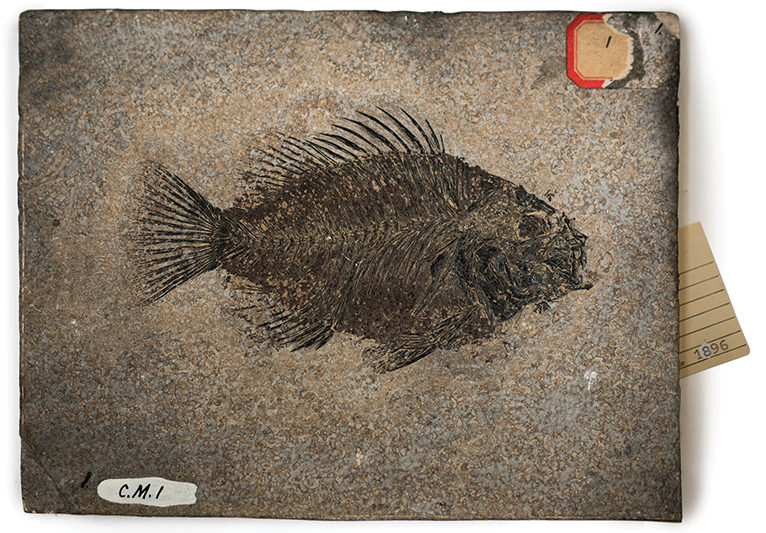 A fossil of a fish.