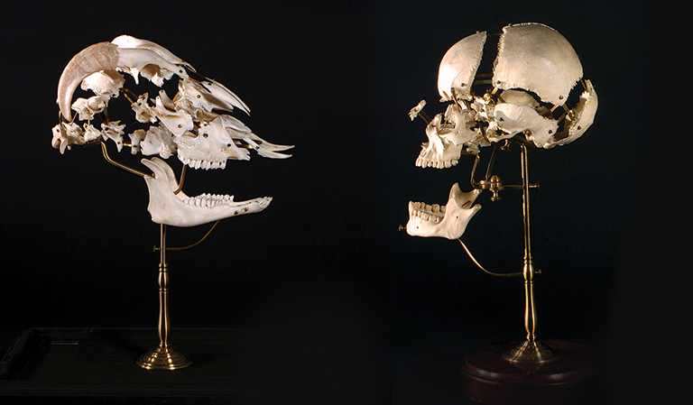 Two skulls on stands facing each other. One is human the other is a sheep.
