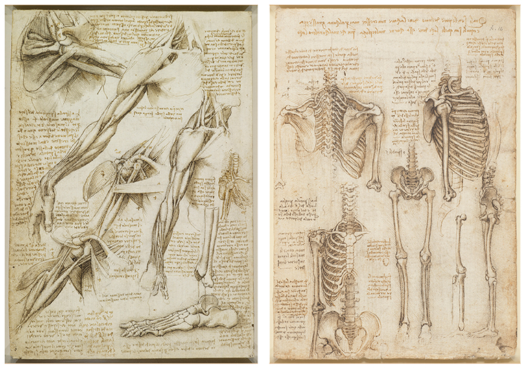 Pages from Da Vinci's notebook depicting human anatomy.