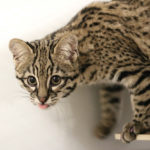 A baby Geoffroy's cat.