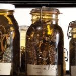 Rows of jars containing specimens of amphibians and reptiles.