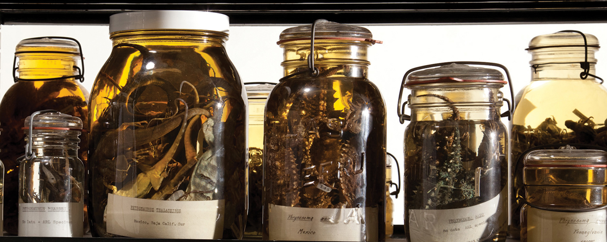 Rows of jars containing specimens of amphibians and reptiles.