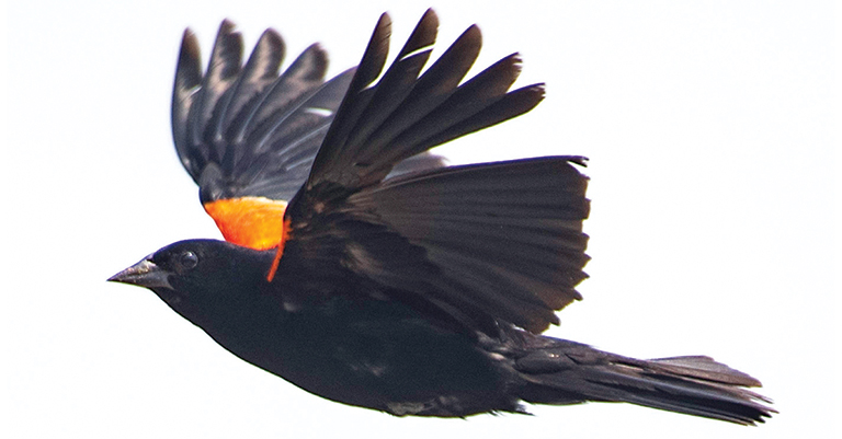 A red-winged blackbird in flight.
