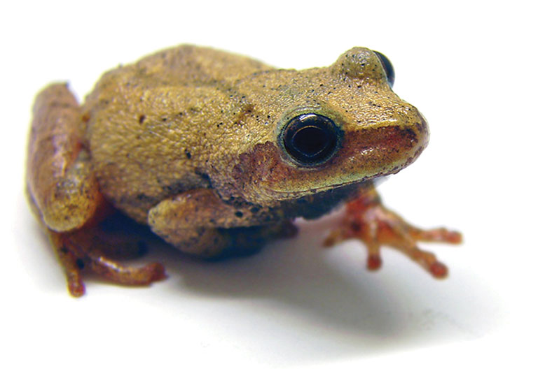 A close up of a frog