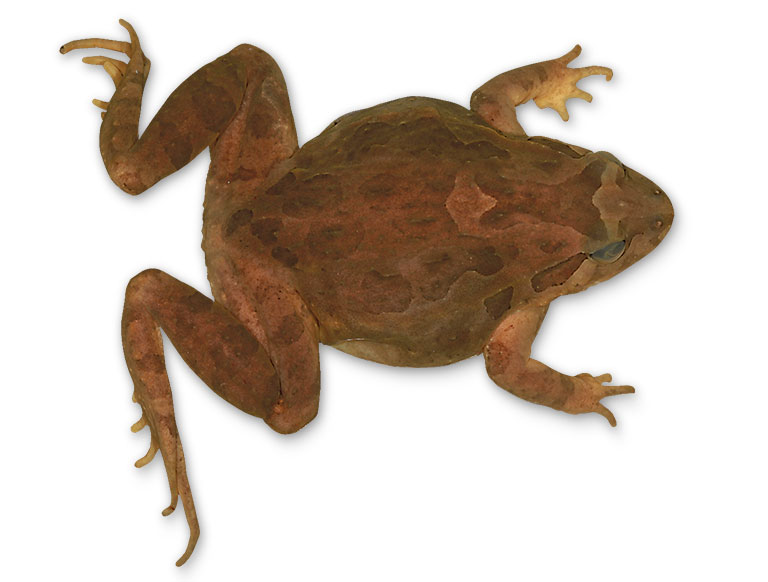 A frog specimen