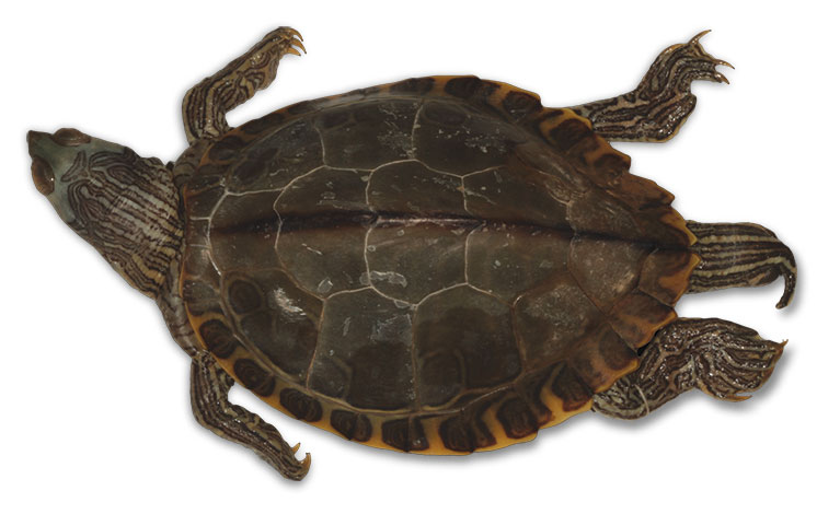 A turtle specimen