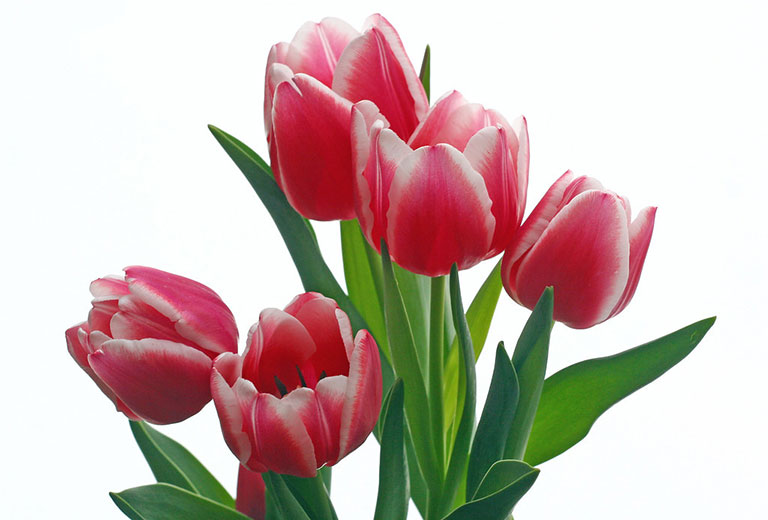 A group of red and white tulips