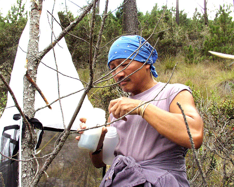 Chen Young collecting Crane flies in the field