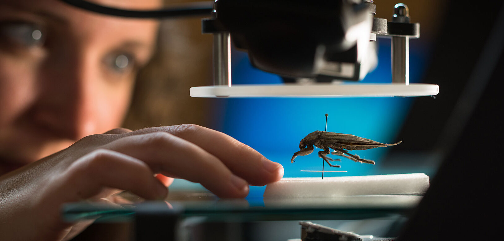 An insect being inspected under a microscope