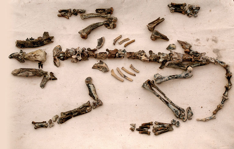 THe bones of a small carnivorous mammal known as Pujila